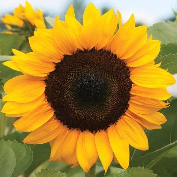 Procut Orange Sunflower Seeds