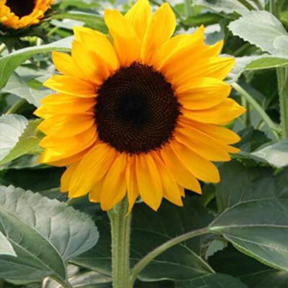 Procut Orange Sunflower Seeds