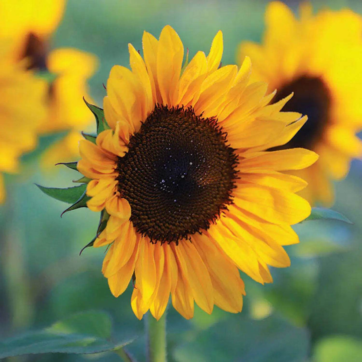 Procut Orange Sunflower Seeds