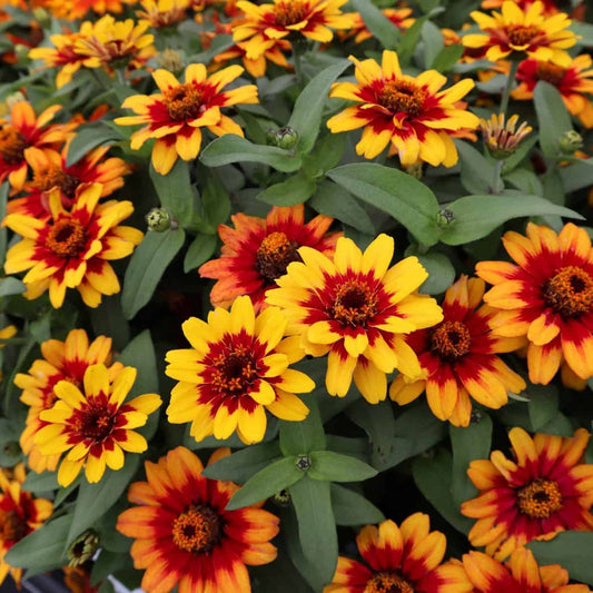 Profusion Zinnia Seeds - Flower Plant