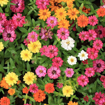 Profusion Zinnia Seeds - Flower Plant