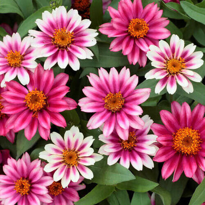 Profusion Zinnia Seeds - Flower Plant