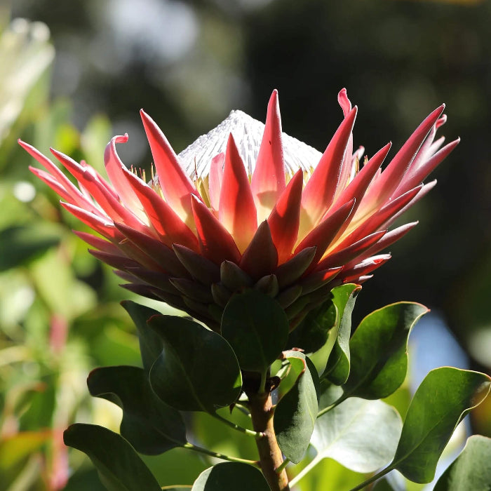 Protea Seeds
