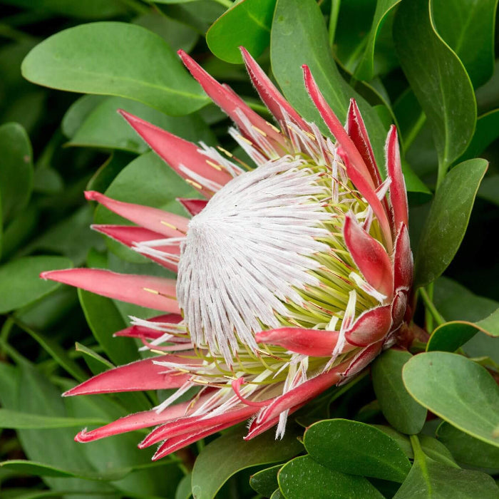 Protea Seeds