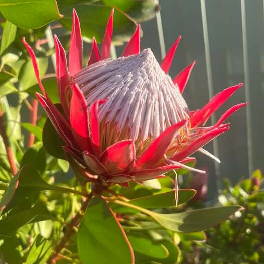 Protea Seeds