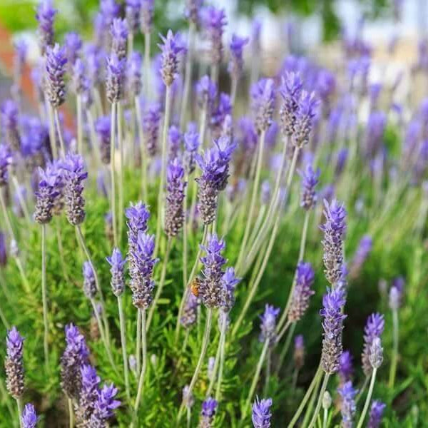 Provence Lavender Seeds - Herbal Plant