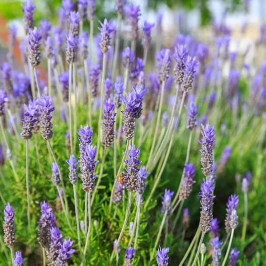 Provence Lavender Seeds - Herbal Plant