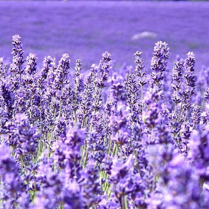 Provence Lavender Seeds - Herbal Plant