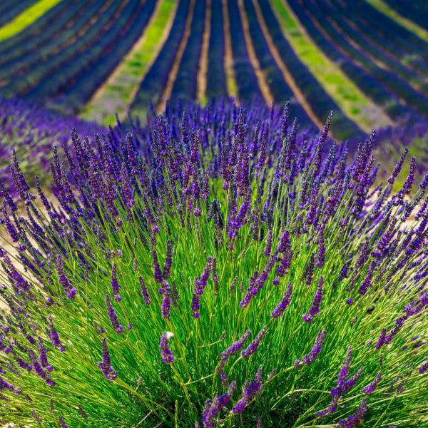 Provence Lavender Seeds - Herbal Plant