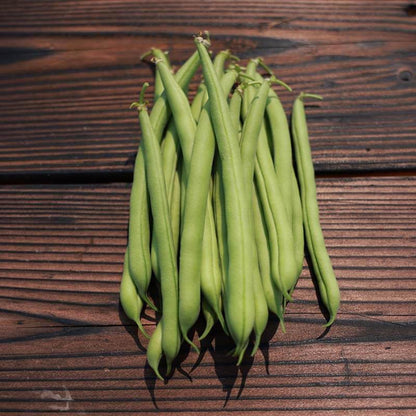 Provider Green bean seeds - Vegetable Plant