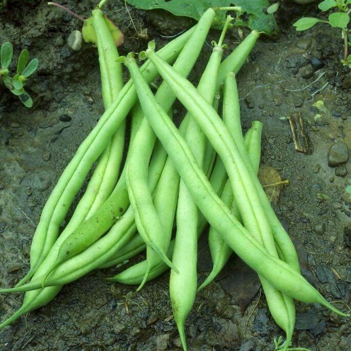 Provider Green bean seeds - Vegetable Plant