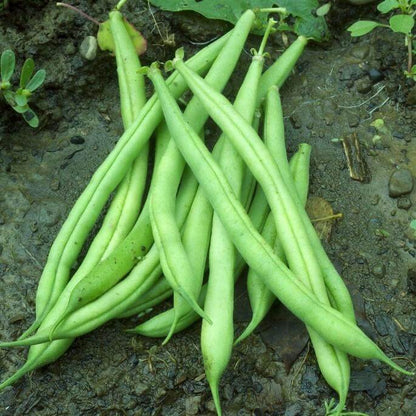 Provider Green bean seeds - Vegetable Plant