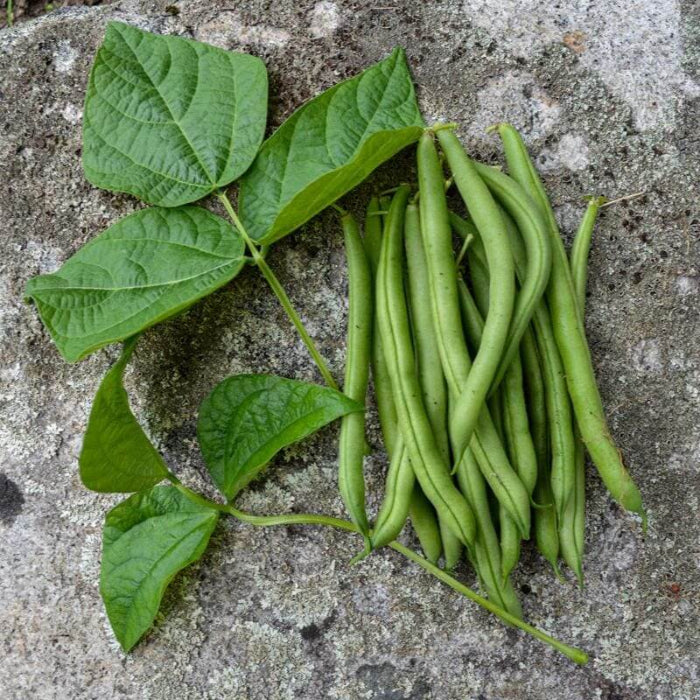 Provider Green bean seeds - Vegetable Plant