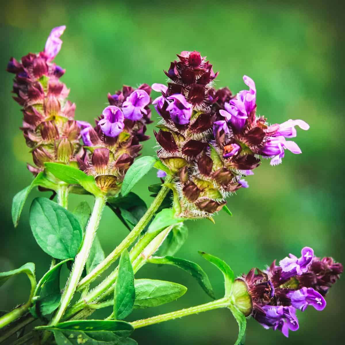 Prunella Vulgaris Seeds - Herbal Plant