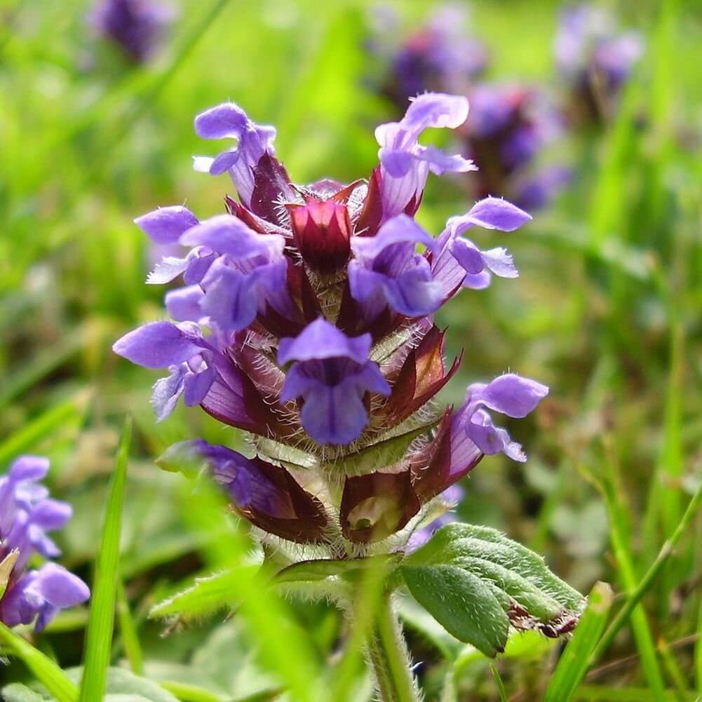 Prunella Vulgaris Seeds - Herbal Plant