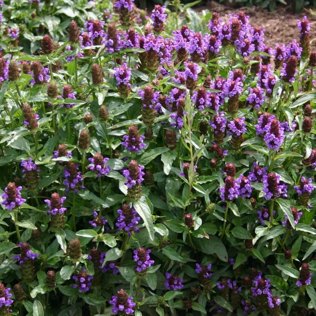 Prunella Vulgaris Seeds - Herbal Plant