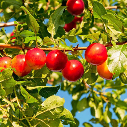 Prunus Cerasifera Seeds - Heirloom Fruit Plant for Home Gardens