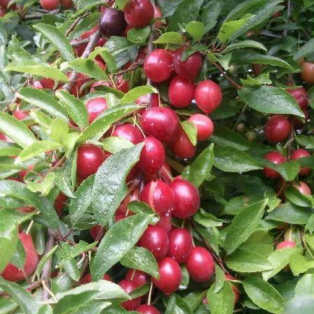 Prunus Cerasifera Seeds - Heirloom Fruit Plant for Home Gardens