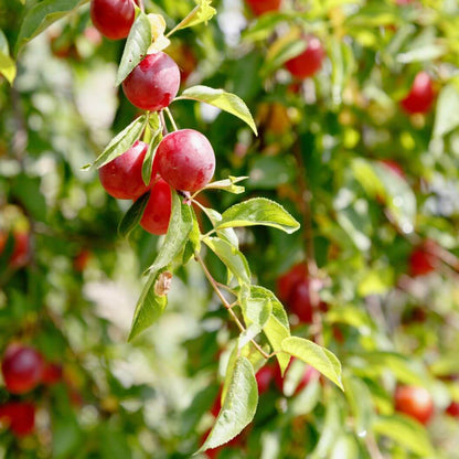 Prunus Cerasifera Seeds - Heirloom Fruit Plant for Home Gardens