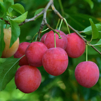 Prunus Cerasifera Seeds - Heirloom Fruit Plant for Home Gardens