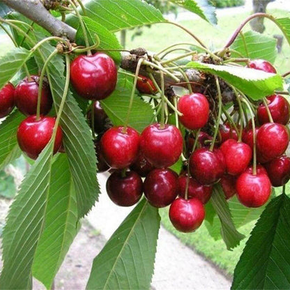 Prunus Cerasoides Seeds