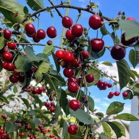 Prunus Cerasoides Seeds