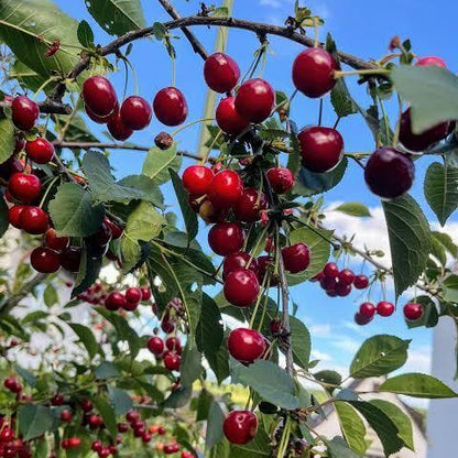 Prunus Cerasoides Seeds