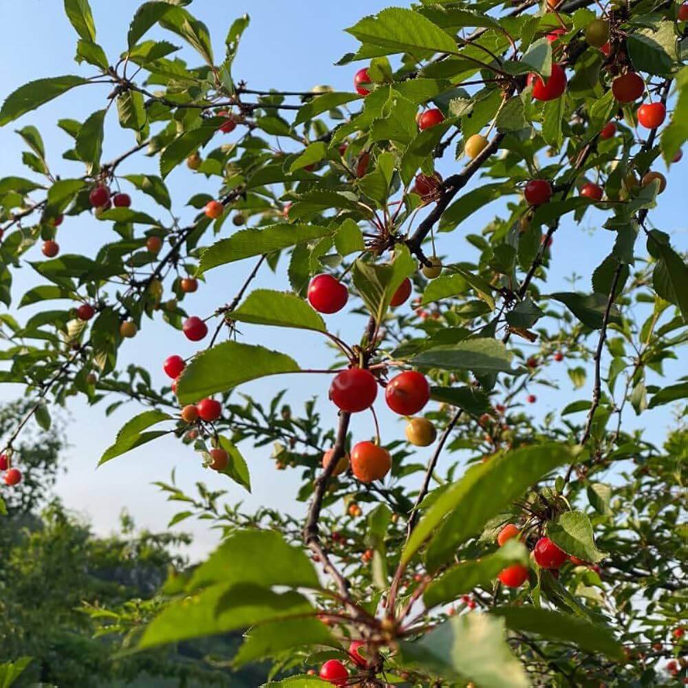 Prunus Cerasoides Seeds