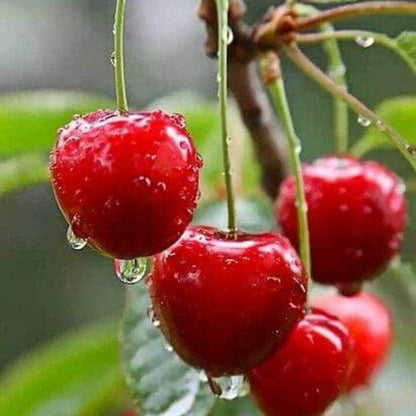 Prunus Cerasoides Seeds
