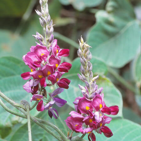 Pueraria Lobata Kudzu Seeds