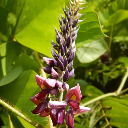 Pueraria Lobata Kudzu Seeds
