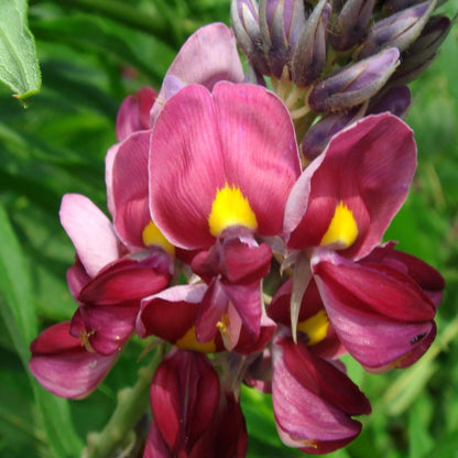 Pueraria Lobata Kudzu Seeds