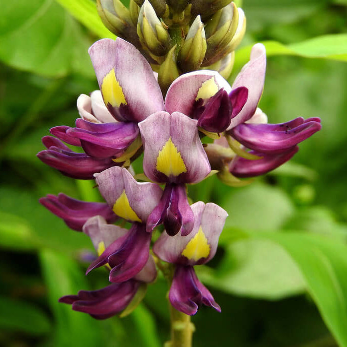 Pueraria Lobata Kudzu Seeds