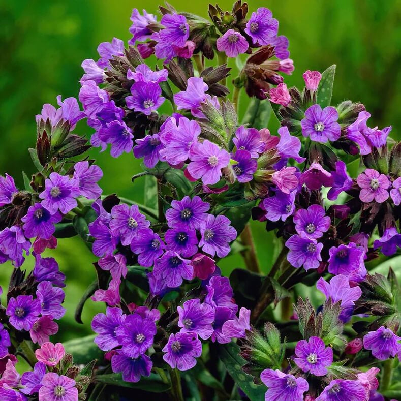 Pulmonaria Lungwort Seeds