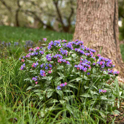 Pulmonaria Lungwort Seeds