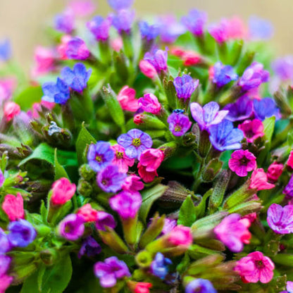 Pulmonaria Lungwort Seeds