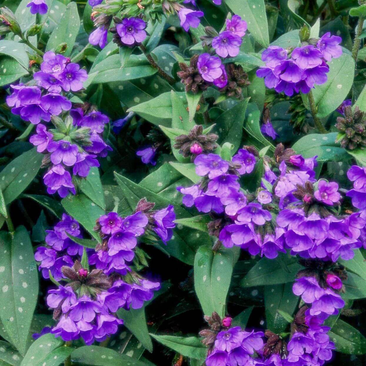 Pulmonaria Lungwort Seeds