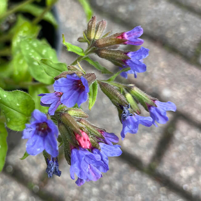 Pulmonaria Lungwort Seeds