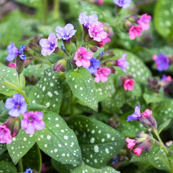 Pulmonaria Lungwort Seeds