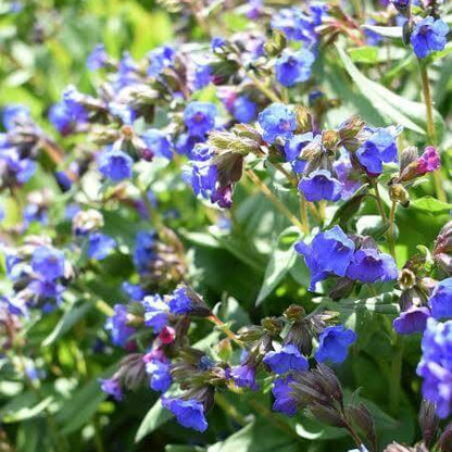 Pulmonaria Officinalis Seeds 