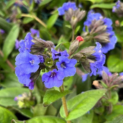 Pulmonaria Officinalis Seeds 