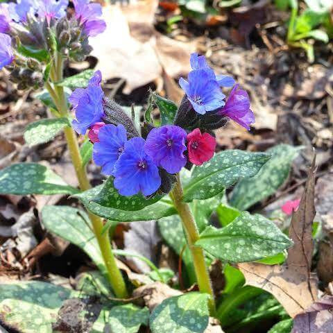 Pulmonaria Officinalis Seeds 