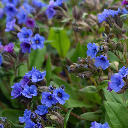 Pulmonaria Officinalis Seeds 