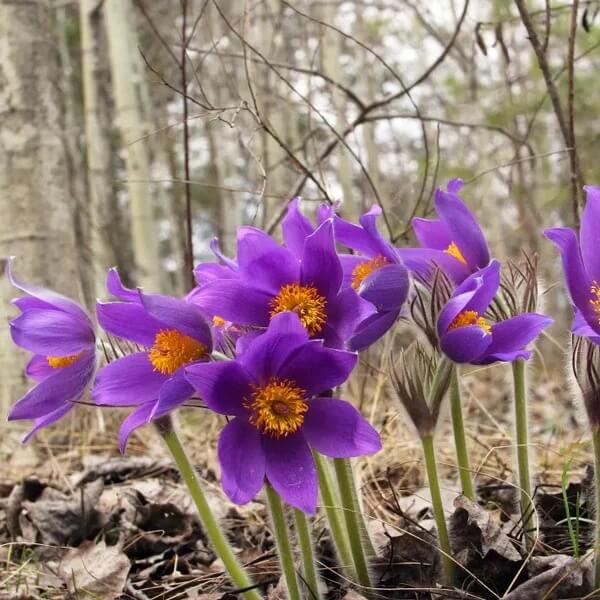 Pulsatilla Vulgaris Seeds