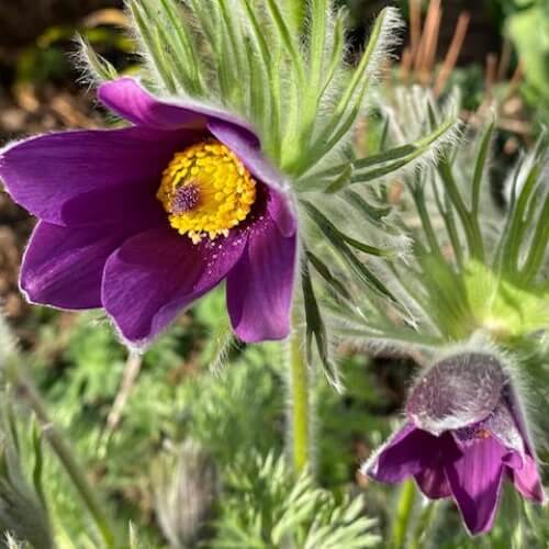 Pulsatilla Vulgaris Seeds