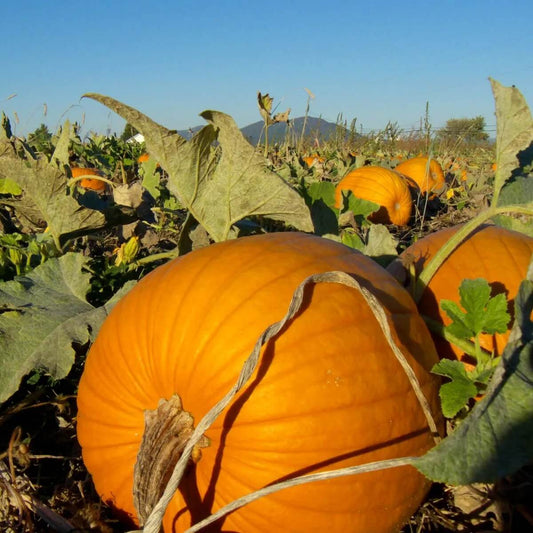 Pumpkin Seeds