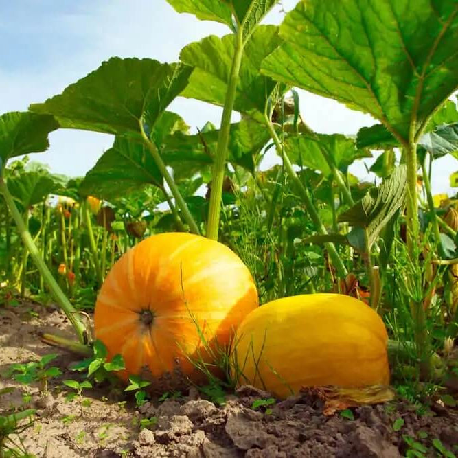 Pumpkin Seeds