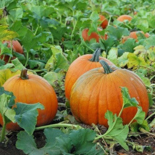 Pumpkin Seeds