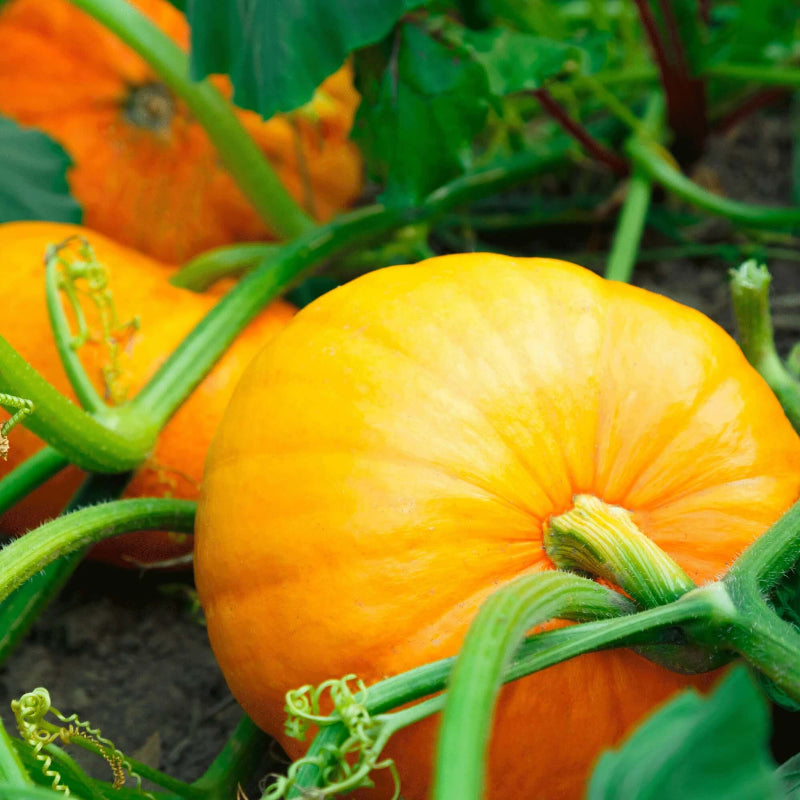Pumpkin Seeds