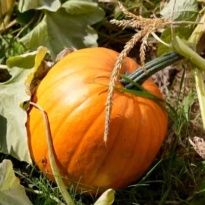 Pumpkin Seeds